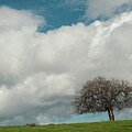 The Tree on the cloud