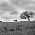 TheTwo horses